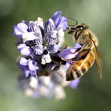 Abeille butinant