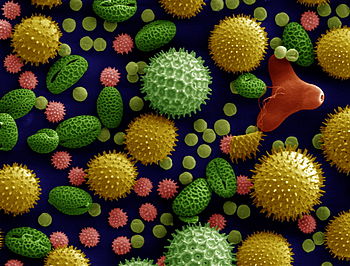 350px-Misc_pollen_colorized