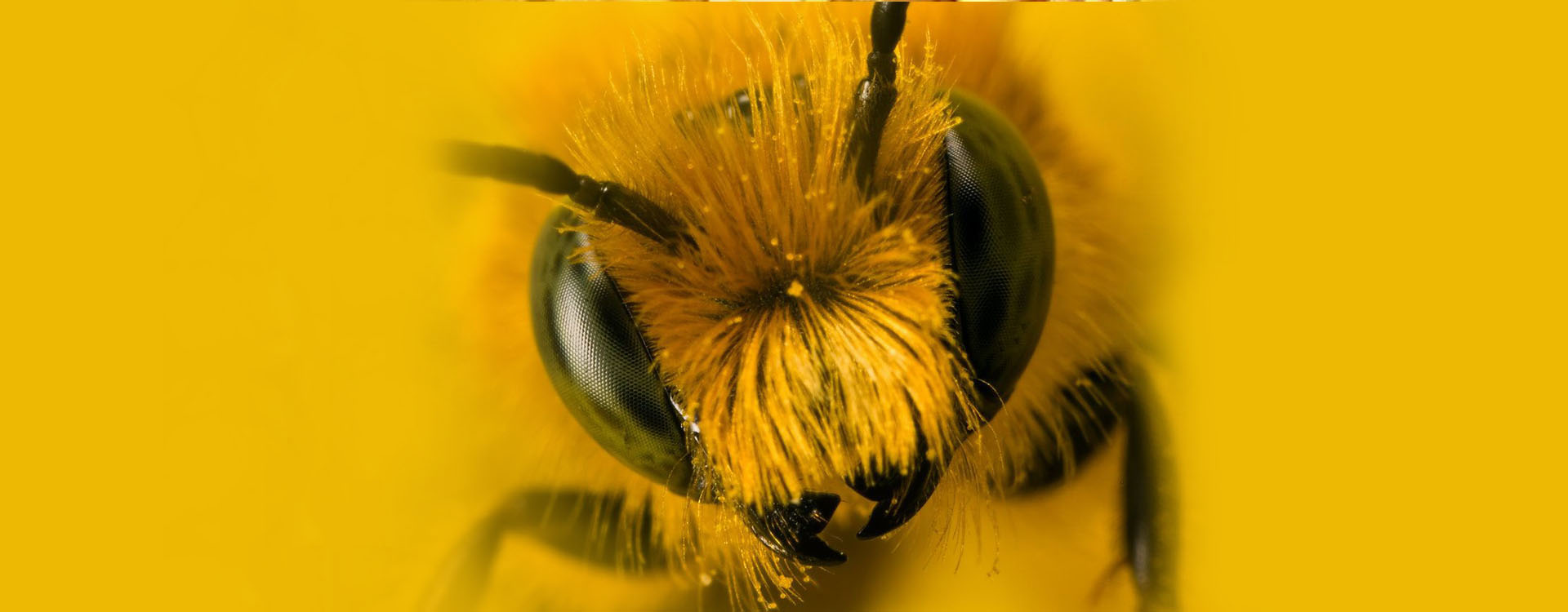 L'ABEILLE LEVOISE Les Apiculteurs de LEVES